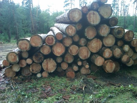 За спасение леса в Тольятти